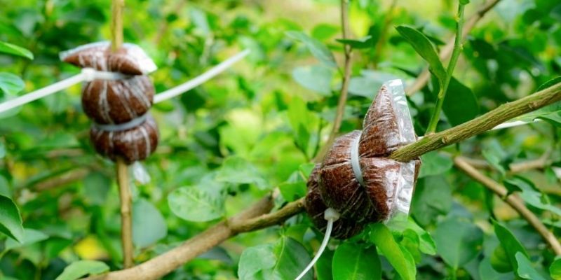Bí quyết thực tế từ các lão nông nhiều năm kinh nghiệm