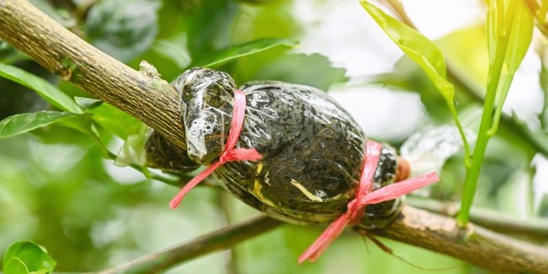 Chiết Cành Thành Công 100% - Những Mẹo Nhỏ Cực Kỳ Quan Trọng