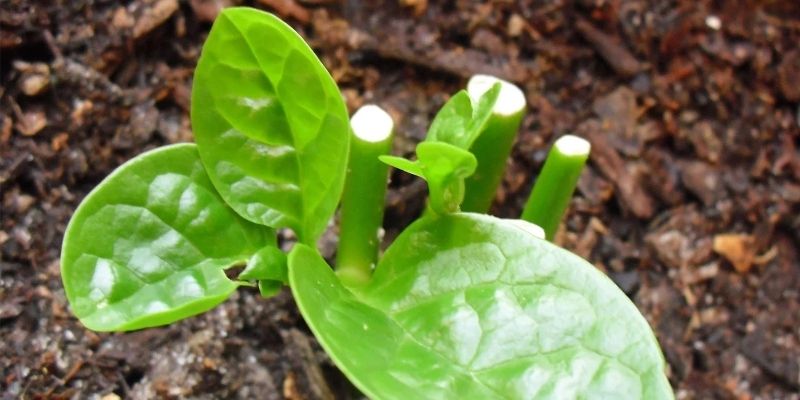 Dăm Cành Đúng Cách Giúp Cây Phát Triển Nhanh Và Khỏe Mạnh