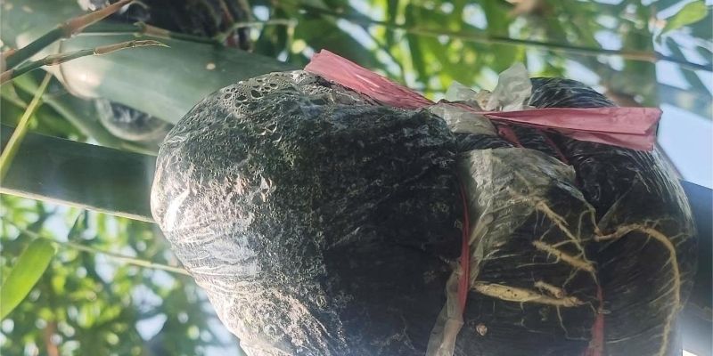 Mỗi loại thực vật cần thực hiện cách làm riêng biệt