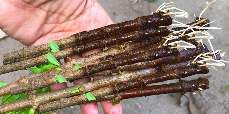 Nhân giống vô tính bằng cành có ưu điểm vượt trội không ngờ