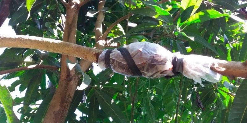 Phương pháp chiết cành đem lại nhiều lợi ích cho thực vật