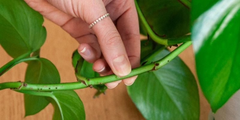 Tỷ lệ sống phụ thuộc vào kỹ thuật giâm cành đúng hay không